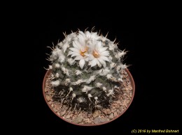 Turbinicarpus polaskii 612